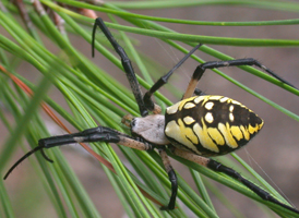 Yellow Garden Spider Yellow Garden Spider